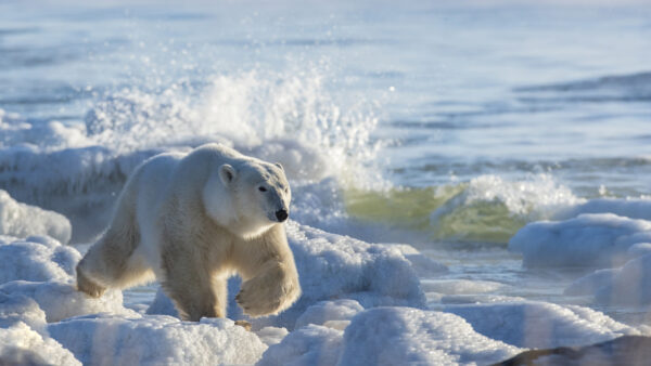 Wallpaper Snow, Bear, White, Walking, Polar