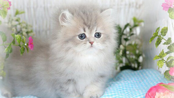 Wallpaper Grey, Cat, Cloth, Desktop, Black, Checked, Light, White, Eyes, Blue, Kitten