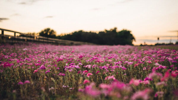 Wallpaper Dark, Light, Field, Blur, Pink, Background, Flowers
