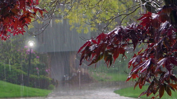 Wallpaper Drops, Tree, Red, Leaves, Rain, Green, Background, Branches, Falling