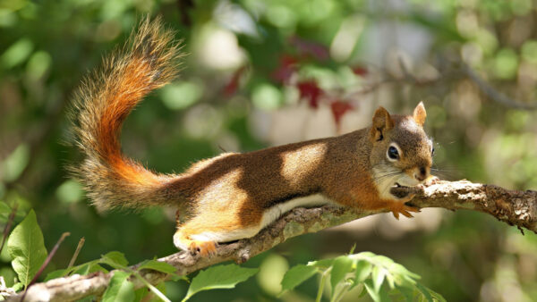 Wallpaper Climbing, Tree, Branch, Background, Shallow, Desktop, With, Squirrel