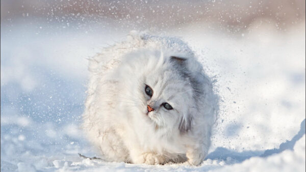Wallpaper Blur, Snow, White, Background, Cat, Standing