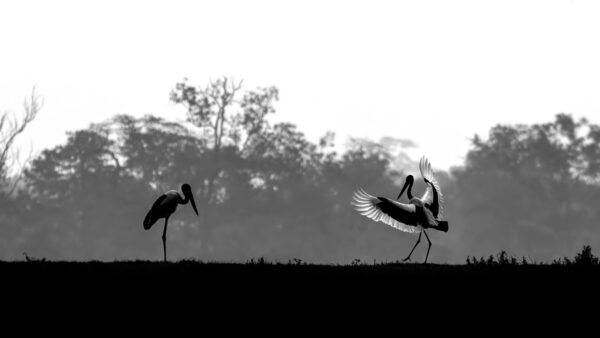 Wallpaper Bird, Birds, Black, White, Stork