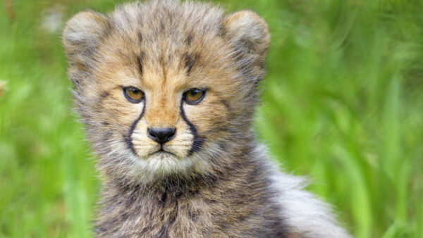 Wallpaper Background, Blur, Green, Cub, Cheetah