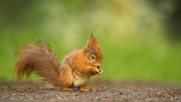 Wallpaper Road, Background, Blur, Green, Squirrel, Brown, Standing