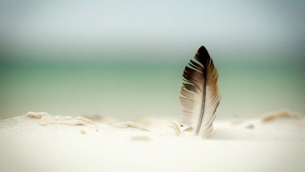 Wallpaper Background, Feather, Blur, Beach, Sand, Blue