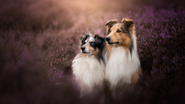 Wallpaper Background, Dogs, Flowers, White, Lavender, Brown, Dog, Are, Field, Black, Standing