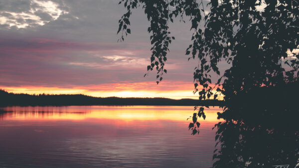 Wallpaper Water, Desktop, Reflection, Tree, Silhouettes, Mobile, Leaves, Background, Sunset, Dark