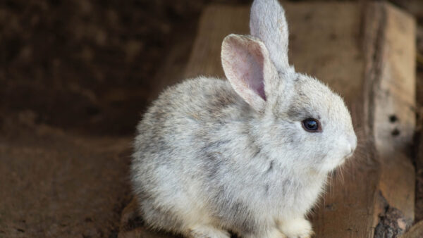 Wallpaper Board, Wood, Look, White, With, Rabbit, Stare, Sitting