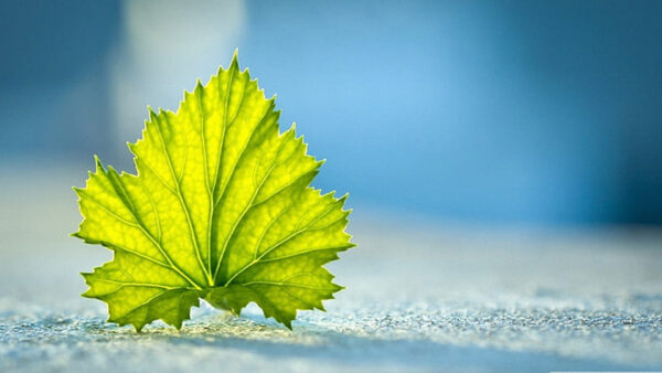 Wallpaper Green, Nature, Sky, Leaf, Closeup, View, Blue, Background