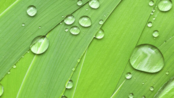 Wallpaper Green, With, Water, Drops, Leaves