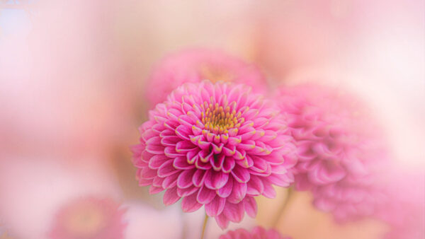 Wallpaper Flowers, Chrysanthemum, Blur, Mobile, Light, Background, Petals, Desktop, Purple