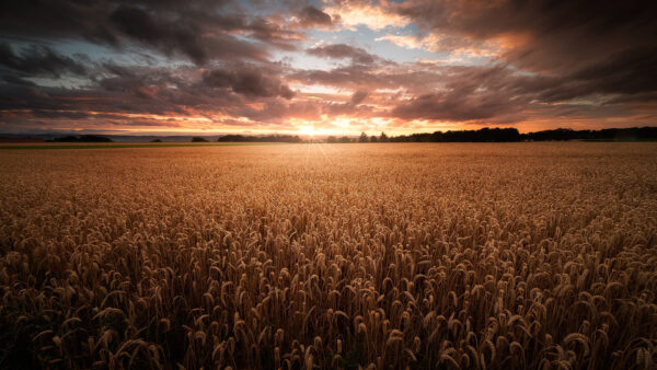 Wallpaper Field, Trees, Blue, Sunset, During, Nature, Under, Wheat, Black, Sky, Clouds