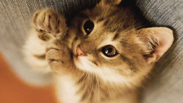 Wallpaper Cat, Closeup, Kitten, View, White, Black, Cute