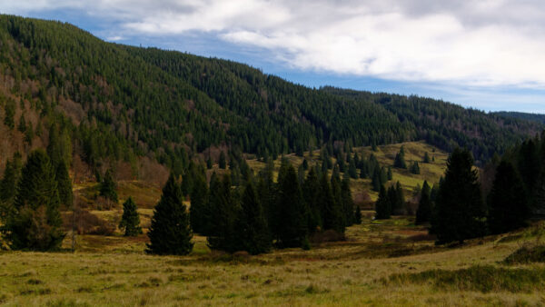 Wallpaper Scenery, Grass, Slope, Blue, Hills, White, Green, Sky, Field, Forest, Background, Trees, Clouds