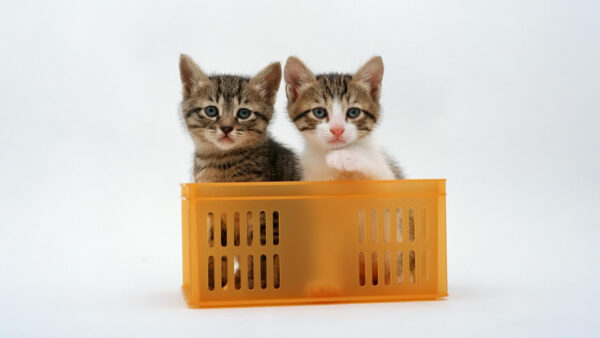 Wallpaper Cat, Brown, Box, White, Black, Background, Cute, Kittens, Plastic, Inside