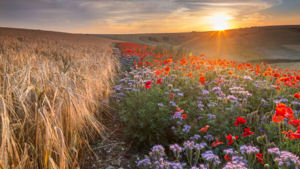 Wallpaper Grass, During, Nature, Common, Red, Poppies, Field, Flowers, Purple, Sunrise, Dry