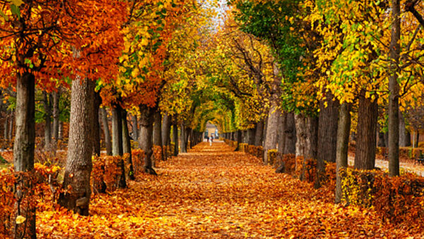 Wallpaper Beautiful, Green, Leaves, Yellow, Trees, Red, Autumn