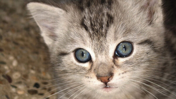 Wallpaper Closeup, Grey, White, Kitten, Black, Cat, Cute, View, Eyes