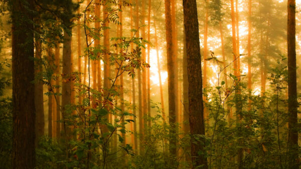 Wallpaper Time, Green, Nature, Trees, Morning, During, Forest, Foggy
