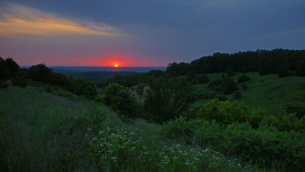 Wallpaper Sunset, Beautiful, Nature, Bushes, Plants, Flowers, Green, Trees, View