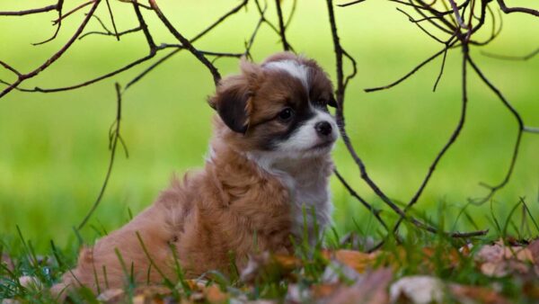 Wallpaper Dog, Blur, Grass, Sitting, Puppy, White, Brown, Green, Background