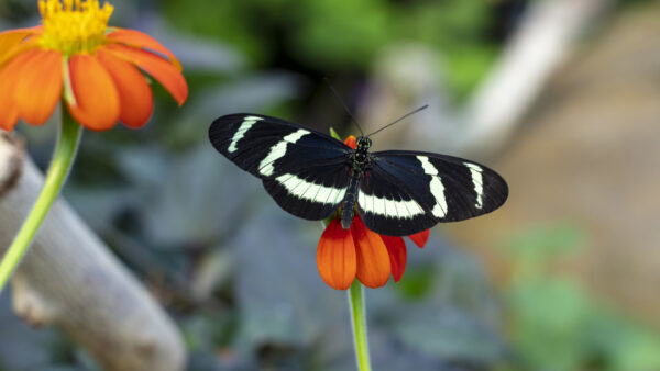 Wallpaper Heliconian, Petals, Butterfly, Blur, Flower, Orange, Black, Zebra, Background, White