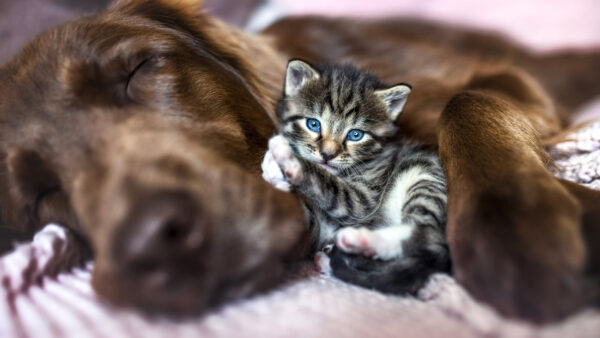 Wallpaper White, View, Blue, Eyes, Black, Kitten, Closeup, Cat