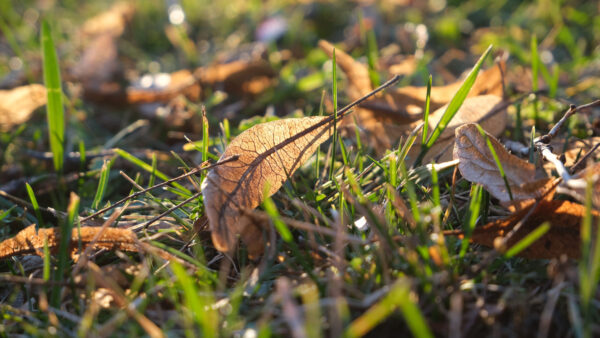 Wallpaper Blur, Grass, Macro, Mobile, Bokeh, Background, Leaves, Green, Desktop, Dry