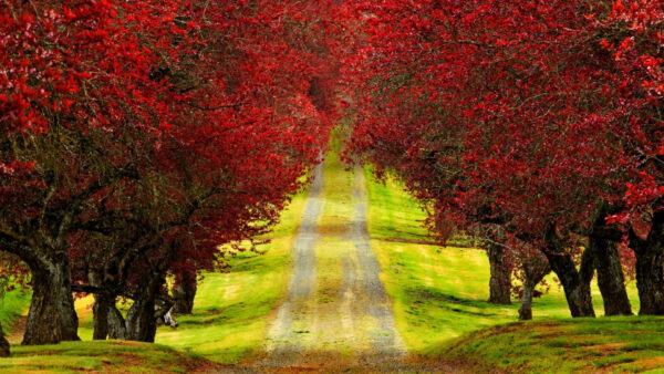 Wallpaper Path, Green, Red, Autumn, Branches, Grass, Leaves, Trees, Between, Fall