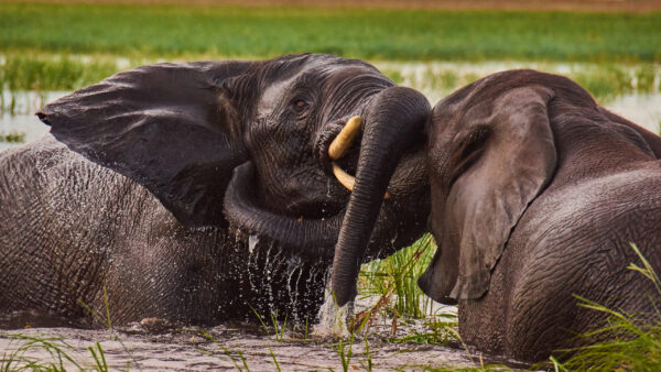 Wallpaper Green, Water, Background, Funny, Two, Field, Grass, Playing, Elephants, Are