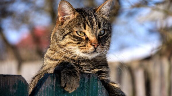 Wallpaper Wood, Black, Background, Brown, Blur, Sitting, Fence, Desktop, Cat