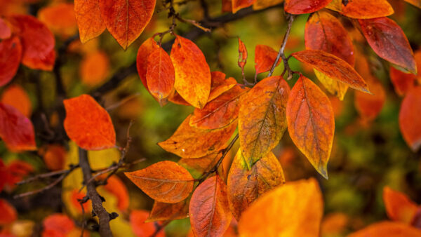 Wallpaper Branches, Blur, Tree, Leaves, Photography, Yellow, Autumn, Background, Red