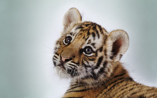 Wallpaper Tiger, Cute