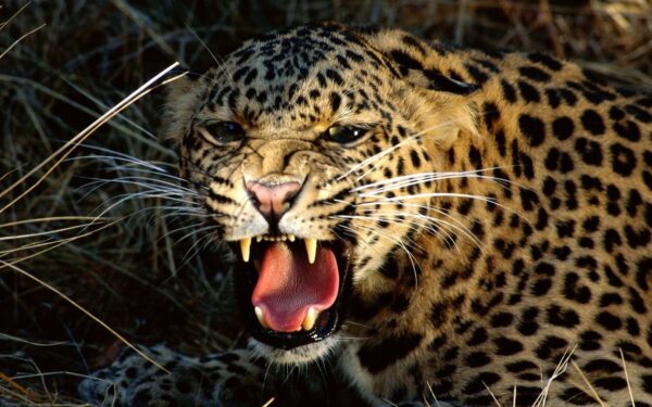 Wallpaper Cheetah, Snarling