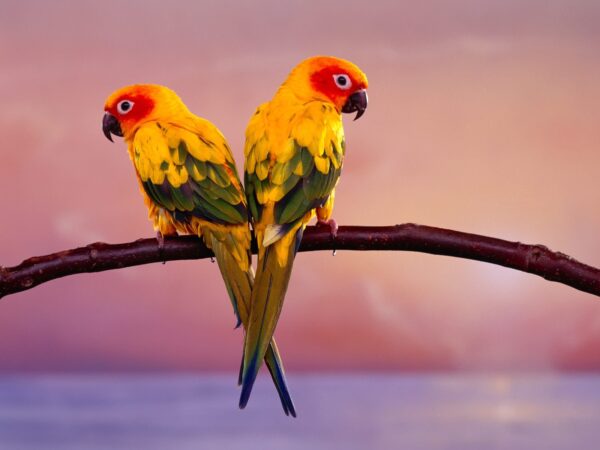 Wallpaper Parrot, Pair