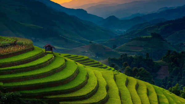 Wallpaper Terraces, Nature, Rice, Photography, Landscape, Mobile, Desktop