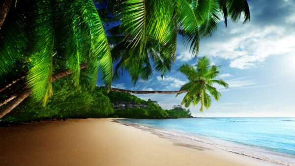 Wallpaper Slanting, View, With, Palm, Long, Coconut, Trees, Mobile, Desktop, Beach, Sand