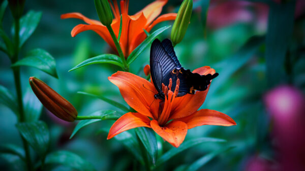 Wallpaper Butterfly, Animals, 4k, Images, Cool, Background, Pc, Desktop, Macro