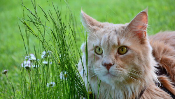 Wallpaper White, Grass, Eyes, Mobile, Field, Cat, With, Desktop, Background, Green