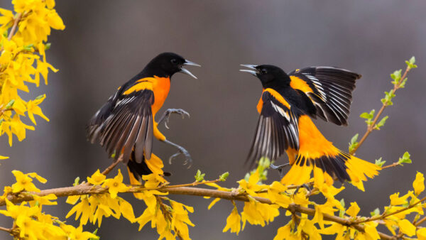 Wallpaper Branch, Black, Are, Open, Mouth, With, Yellow, Birds, Flowers, Desktop