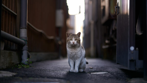 Wallpaper White, Mobile, Black, Sitting, Blur, Road, Building, Desktop, Background, Cat