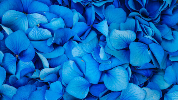 Wallpaper Petals, Hydrangea, Flowers, Blue