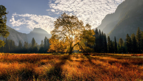 Wallpaper Nature, Trees, Mountain, Meadow, Desktop, With, California, During, Sunrise