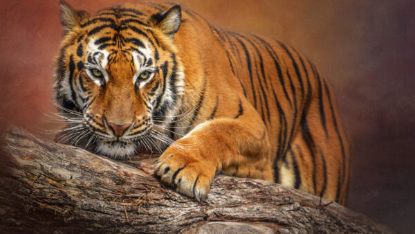 Wallpaper Blur, Big, Desktop, Trunk, Tiger, Tree, Animals, Background