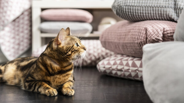 Wallpaper Sitting, Pillows, Cat, Floor, Around, Animals