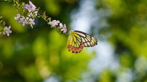 Wallpaper Background, Bokeh, Blur, Purple, White, Yellow, Mobile, Dots, Red, Butterfly, Black, Flowers, Green, Branch, Desktop