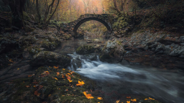 Wallpaper Desktop, During, Bridge, With, Under, Fall, Forest, Nature, Trees, River