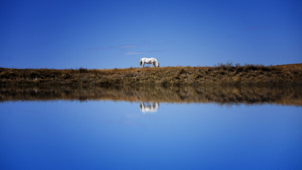 Wallpaper Under, Eating, Reflection, View, White, Landscape, Animals, Sky, Blue, Green, Water, Grass, Horse, Desktop, With