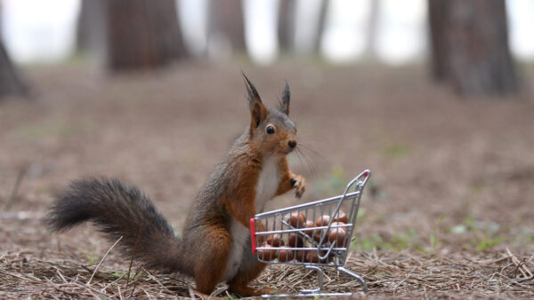 Wallpaper Eurasian, Red, Squirrel, Cart, With, Shopping, Desktop, Standing